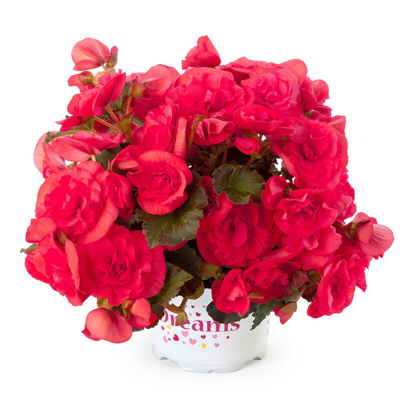 Бегонія Solenia Dark Pink