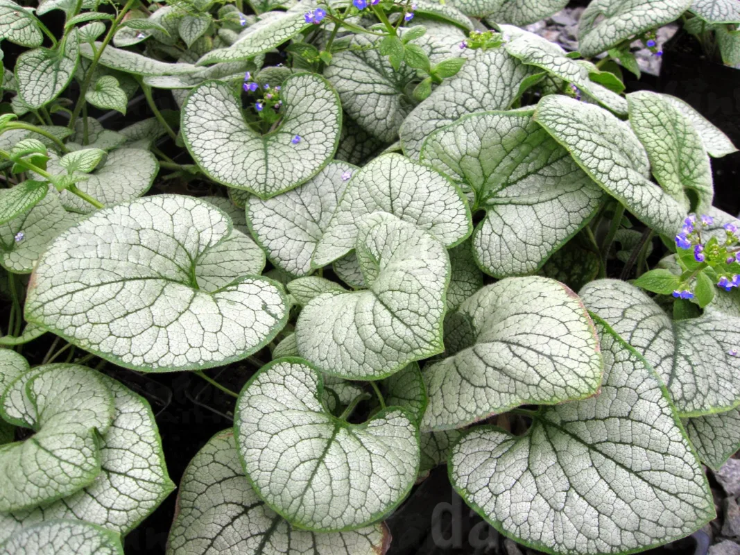 Бруннера Sea Heart (Vitroflora)