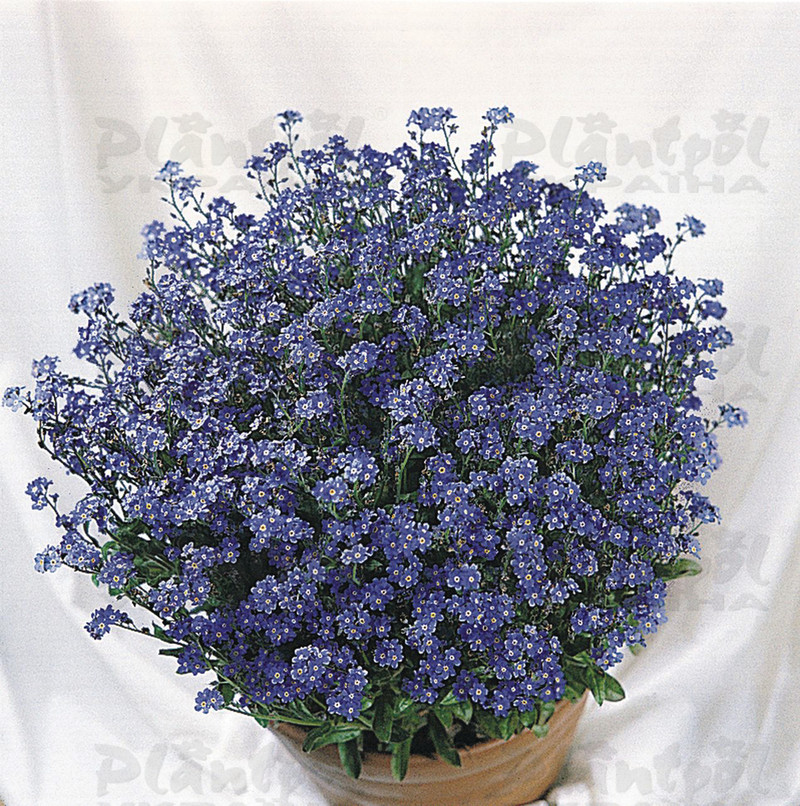 Незабудка Myosotis sylvatica Miro (510 палета)