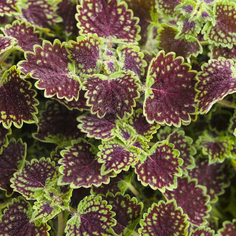Фото 2