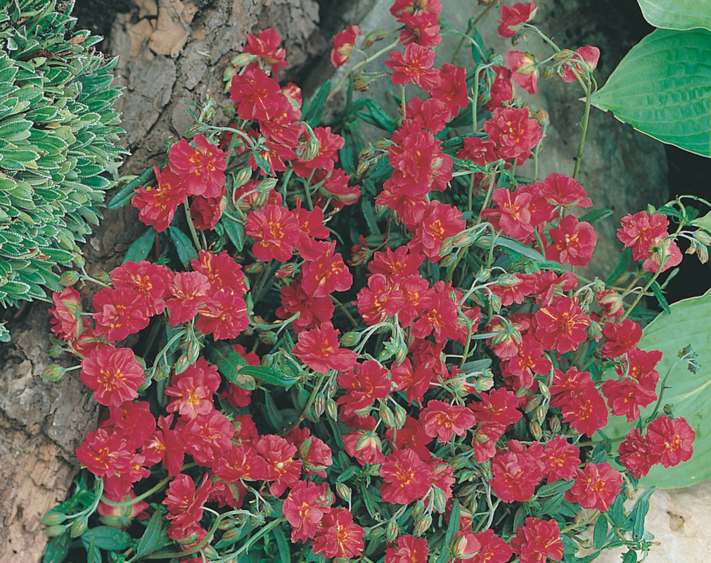 Геліантемум Cerise (180 палета/Florensis)