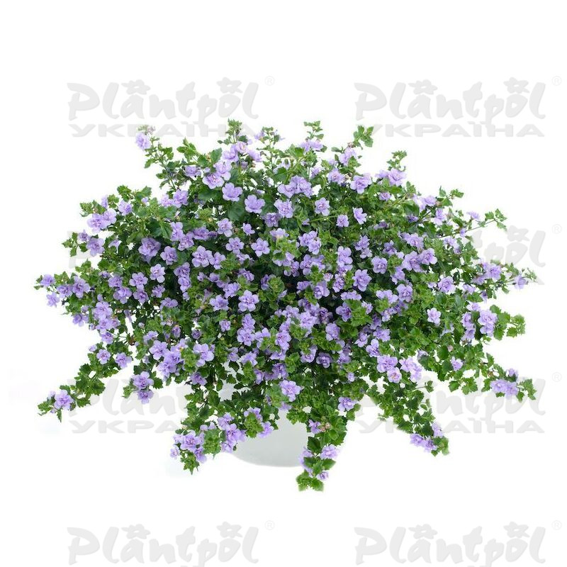Бакопа Scopia Double Lavender