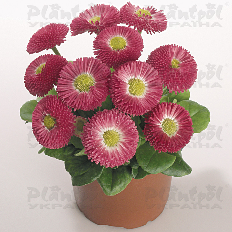 Стокротки bellis perennis Speedstar Plus Rose (510 палета)