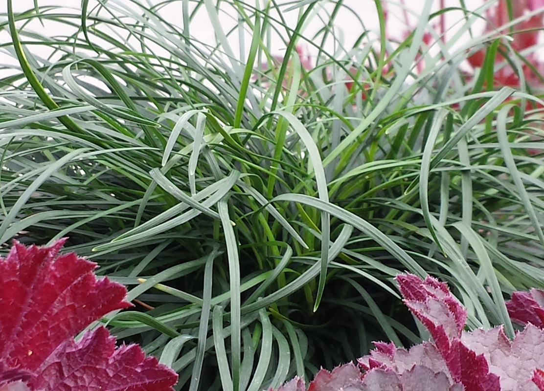 Офіопогон chingii (Vitroflora)