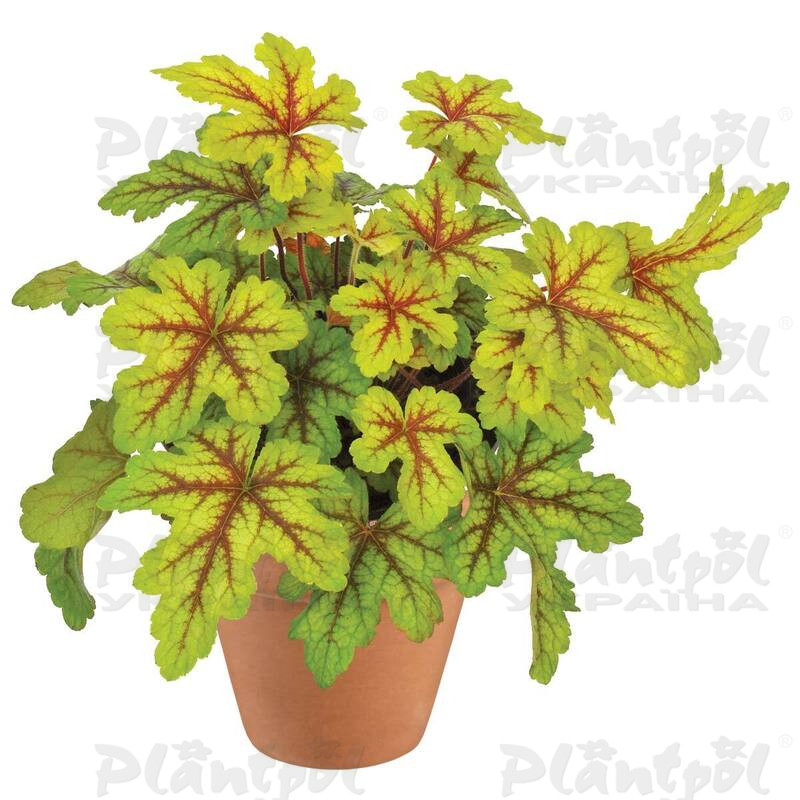 Гейхерела Alabama Sunrise (Plantpol)