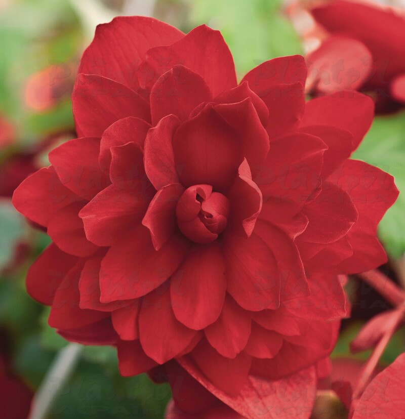 Бегонія Тuberhybrida Illumination® F1 Scarlet (84 палета/Florensis)