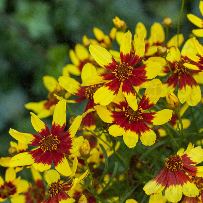 Кореопсис Firefly (Vitroflora)