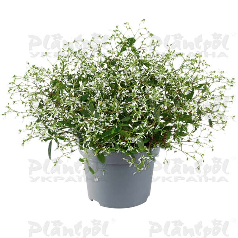 Еуфорбія Silverfog White
