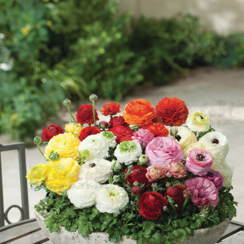 Жовтець Ranunculus Vortex F1 Mix