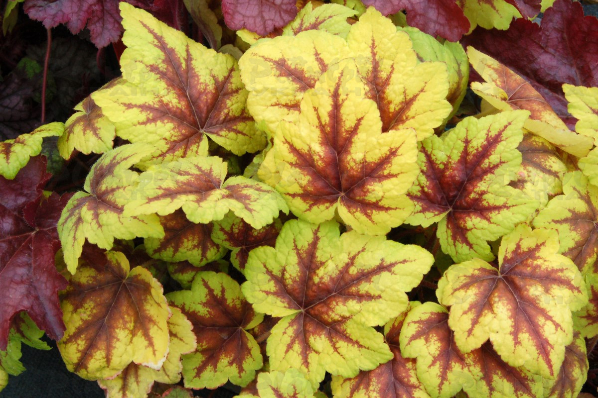 Гейхерела Stoplight (Vitroflora)