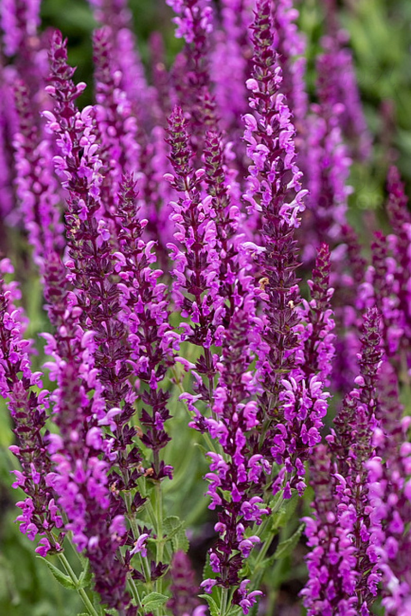 Шавлія nemorosa Pink Beauty (Vitroflora)