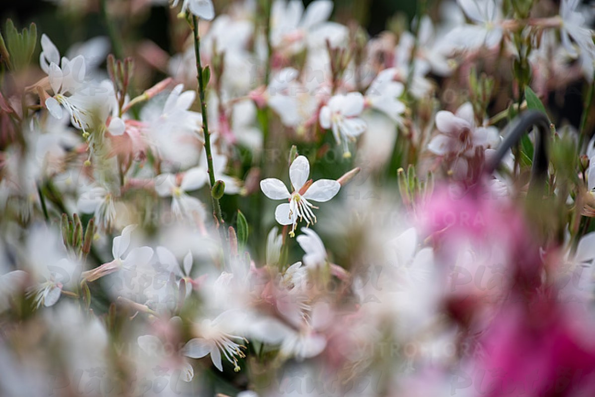 Гаура Graceful Blush (Vitroflora)