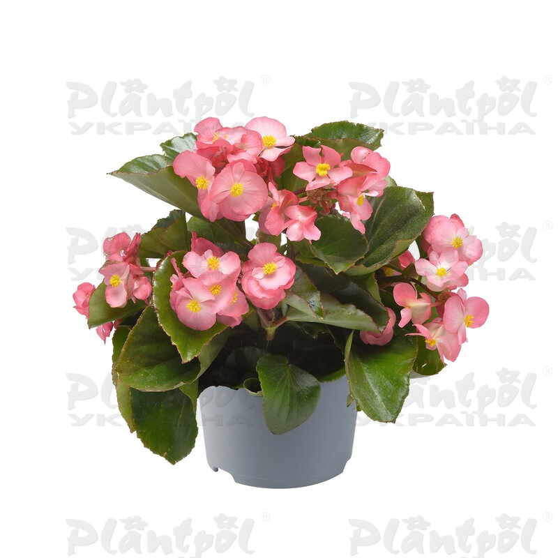 Бегонія Hybrida Megawatt Pink Green Leaf (84 палета/Florensis)