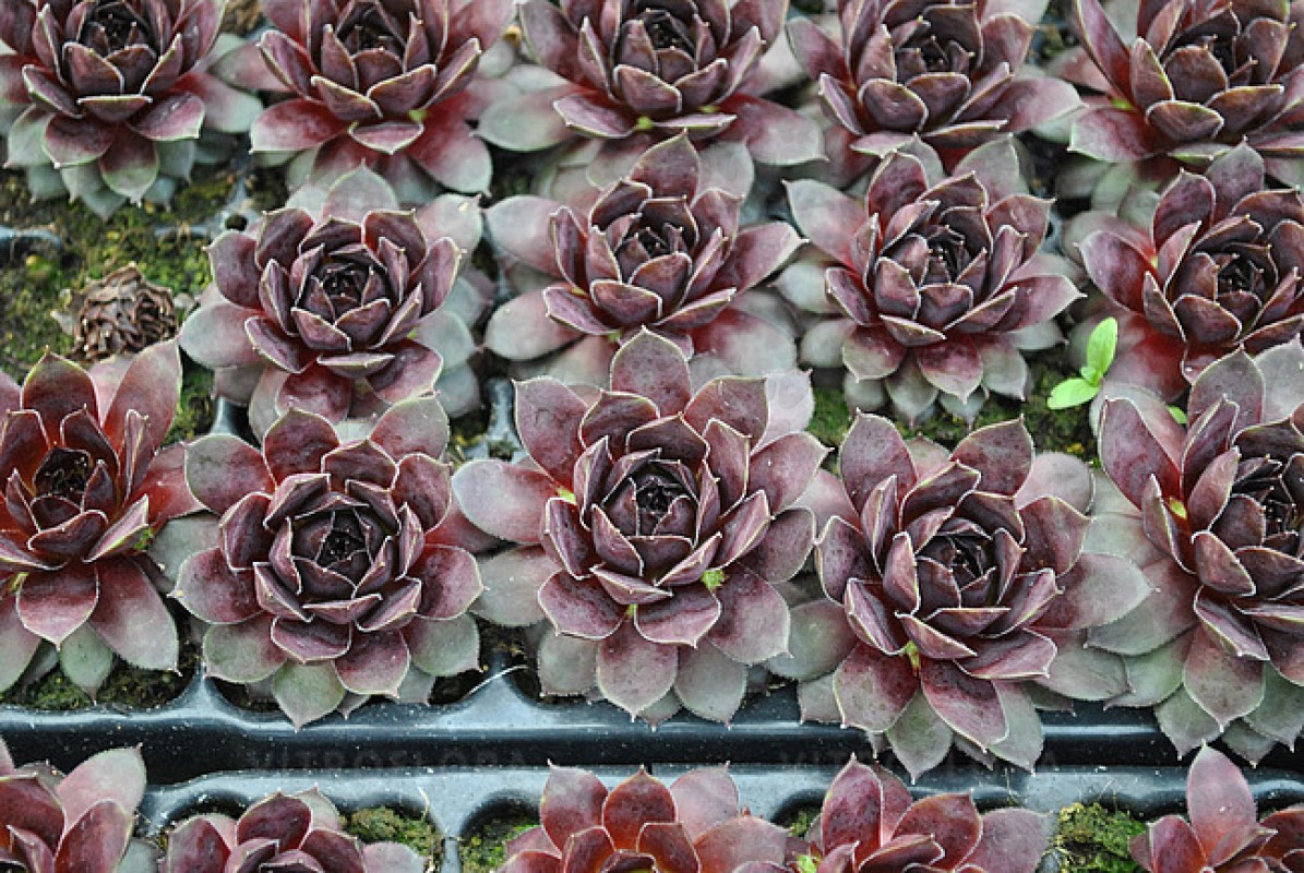 Семпервівум Lacerta (Vitroflora)