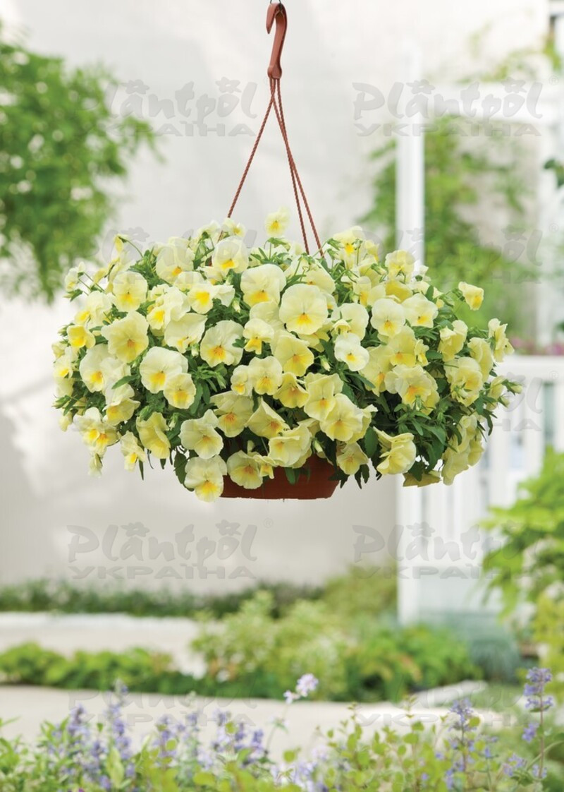 Віола wittrockiana Cool Wave® F1 Lemon (180 палета/Florensis)