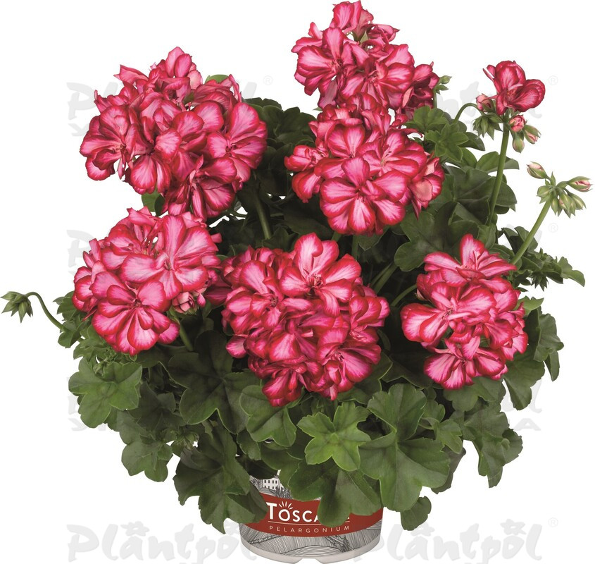 Пеларгонія ампельна Medio Lollipop Mariska Dark Red