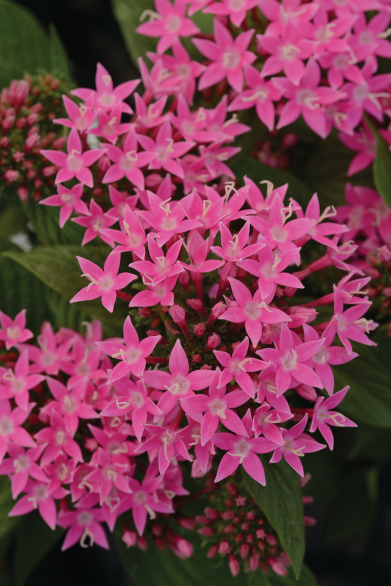 Пентас lanceolata Lucky Star Pink Deep (180 палета/Florensis)