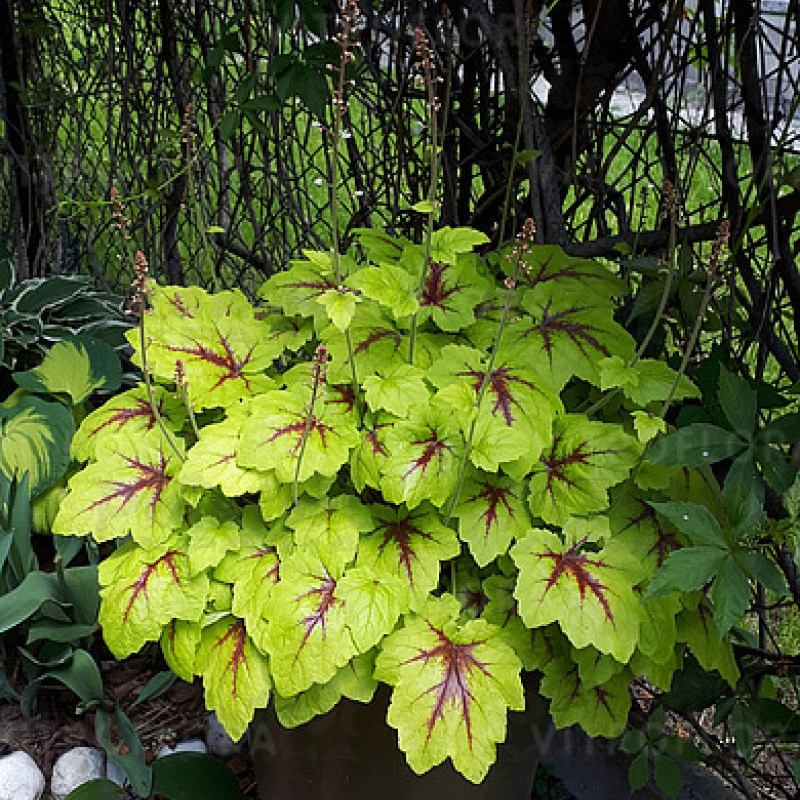 Гейхерела Catching Fire