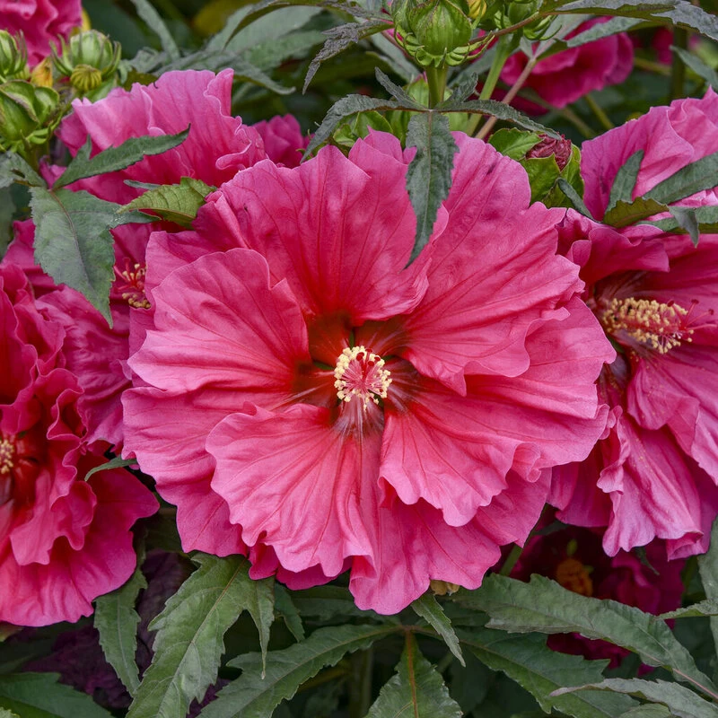 Фото 1