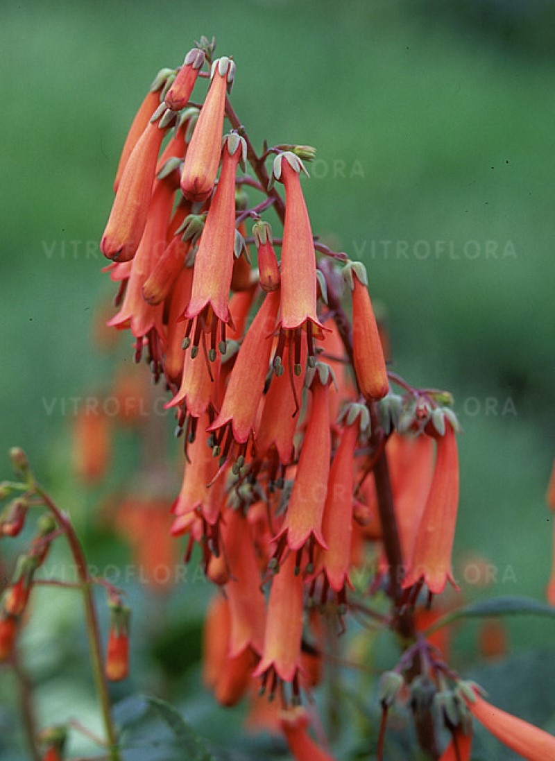 Фігеліус Candy Drops Tangerine (Vitroflora)