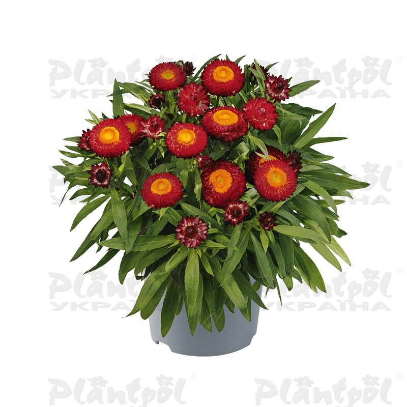 Брактеанта Bracteata Crispy Red (84 палета/Florensis)