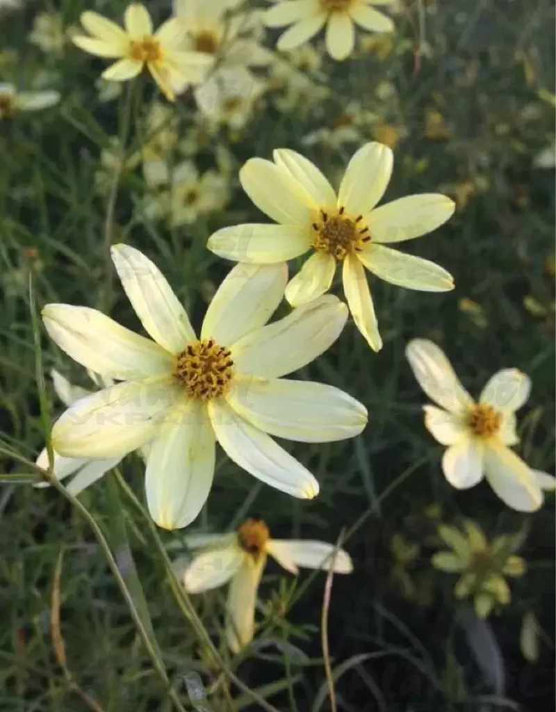 Кореопсис Moonbeam (Vitroflora)