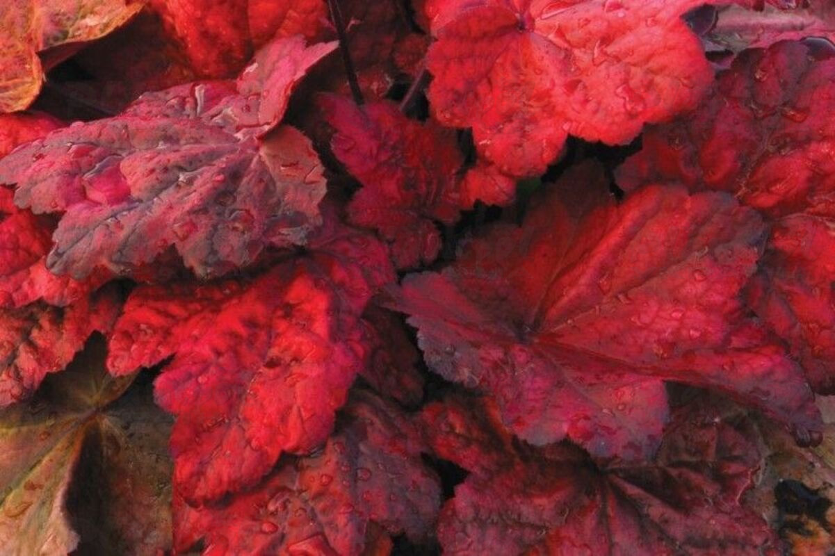 Гейхера Autumn Leaves (Plantpol)