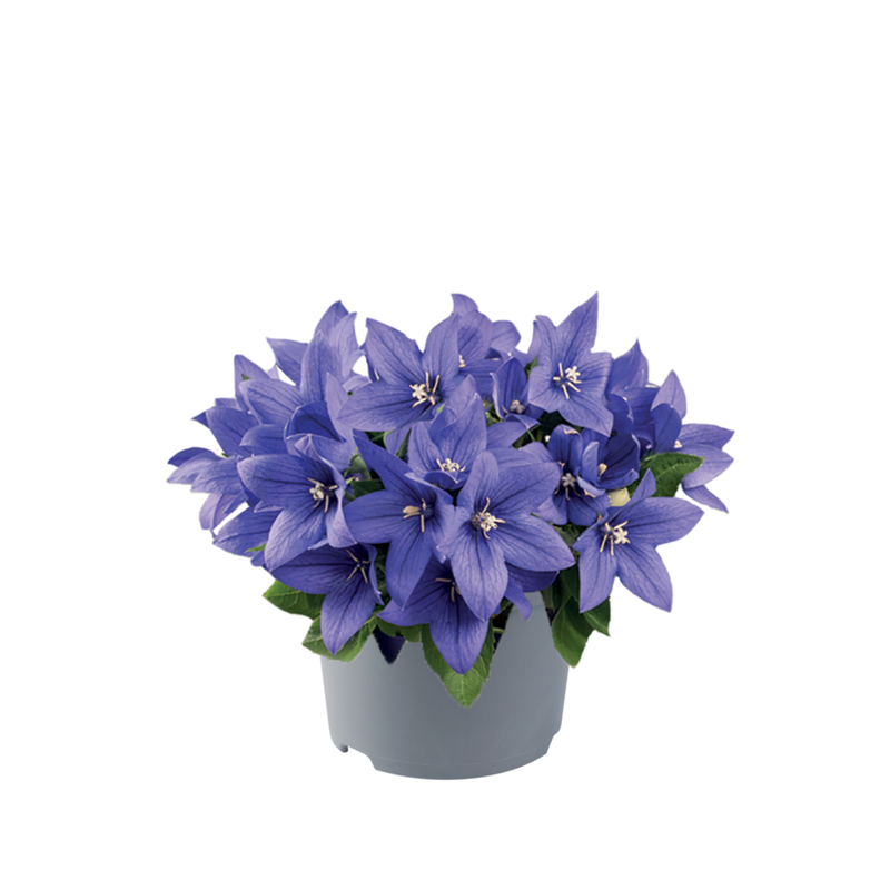 Платикодон grandiflorus Pop Star Blue (180 палета/Florensis)