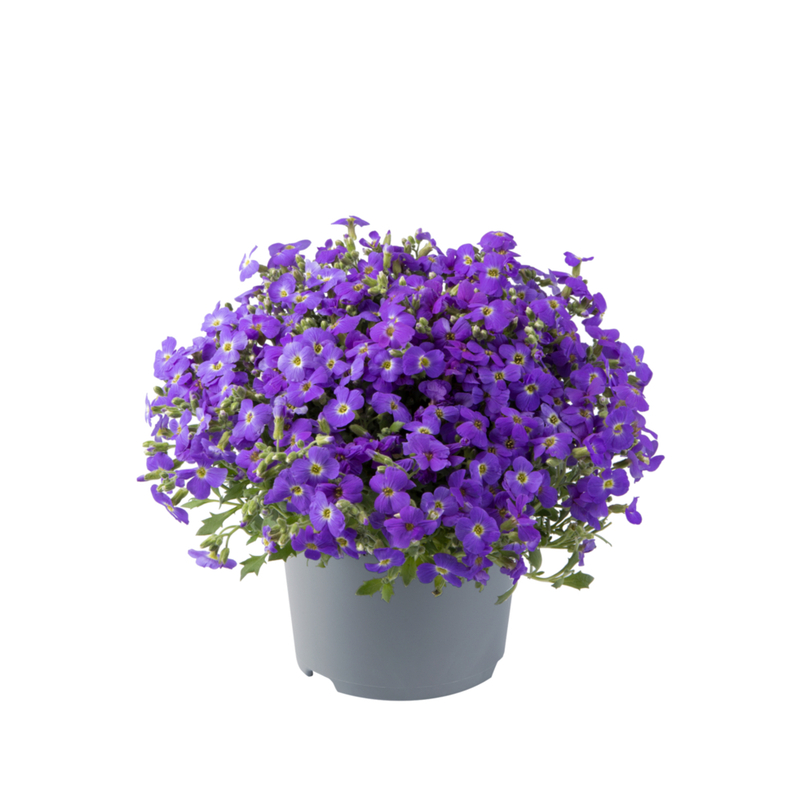 Обрієта Florado Blue Eye