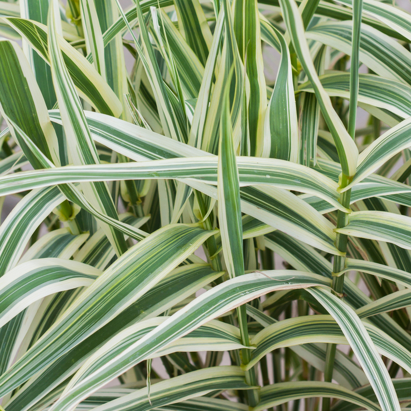 Арундо Ely (Vitroflora)