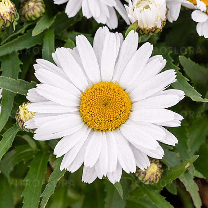 Леукантемум Sweet Daisy Cutie