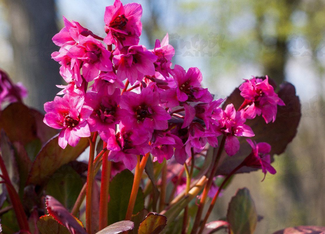 Бергенія Flirt (Vitroflora)
