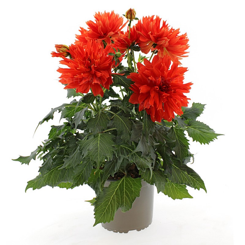 Жоржина Labella Maggiore Fun Elmo Ruffle