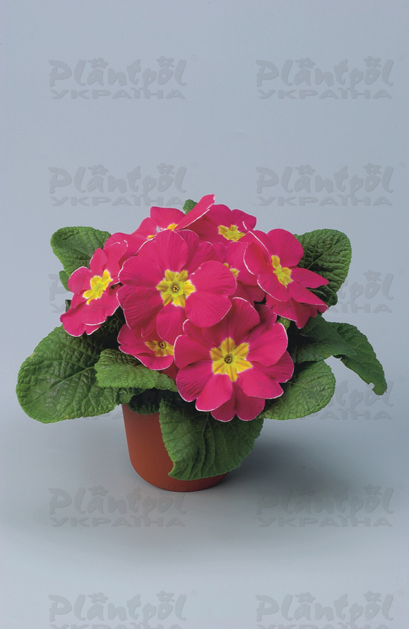 Примула vulgaris Unistar F1 Rose