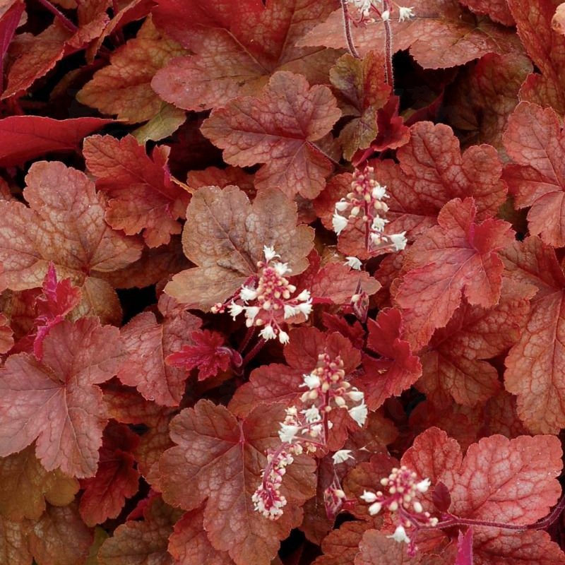 Гейхерела Redstone Falls (Plantpol)