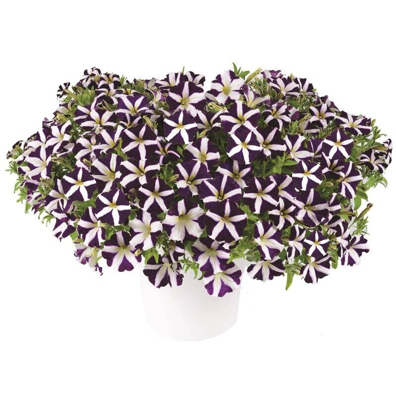 Петунія Amore Purple Heart