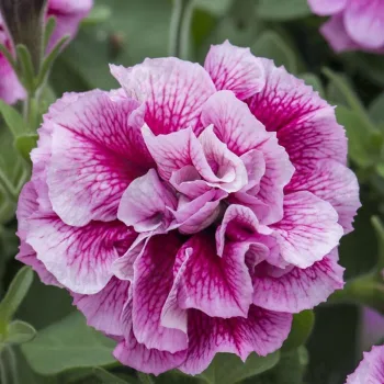Фото 2
