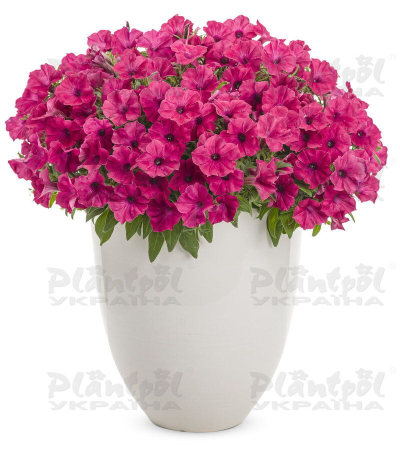 Петунія Vista Fuchsia