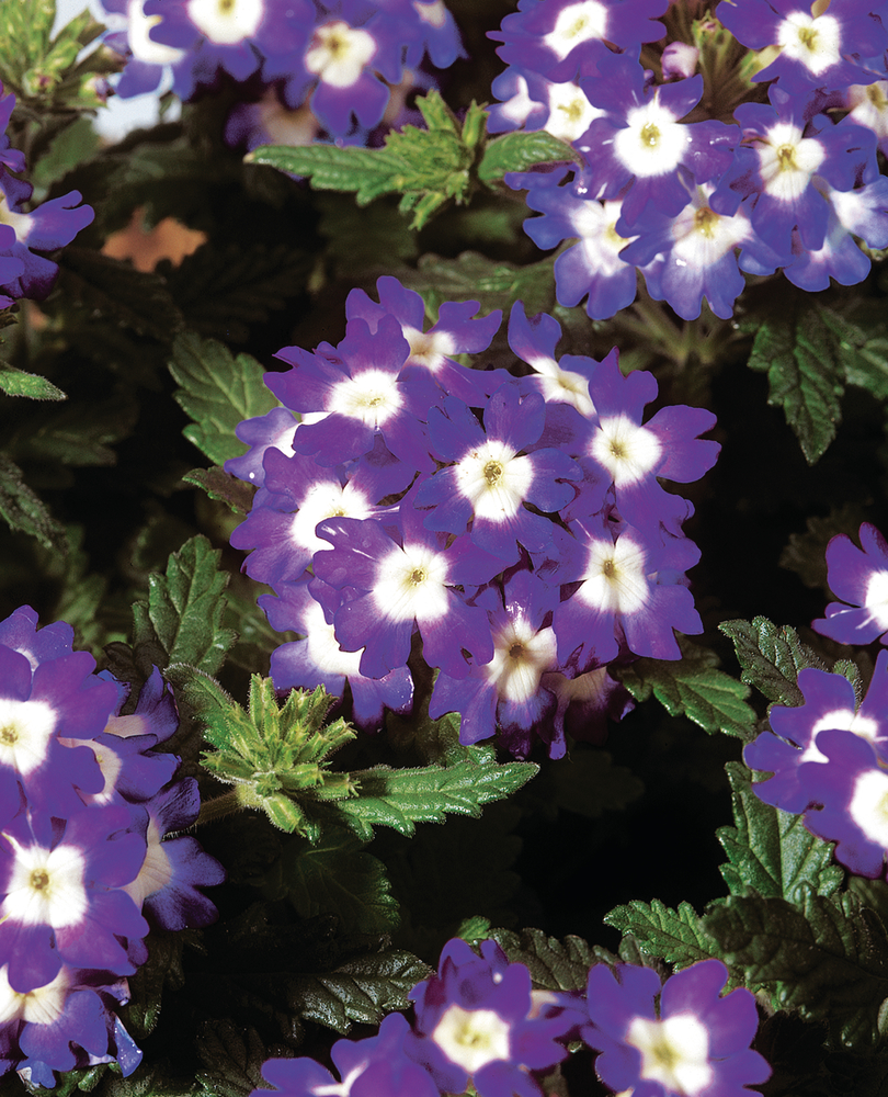 Вербена hybrida Obsession® Blue Eye (510 палета/Florensis)