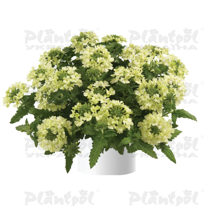 Вербена Vanessa Compact Lime