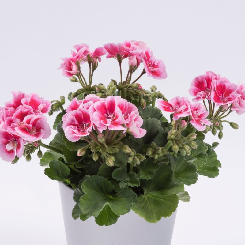 Пеларгоні зональна Zonale Flower Fairy Pink