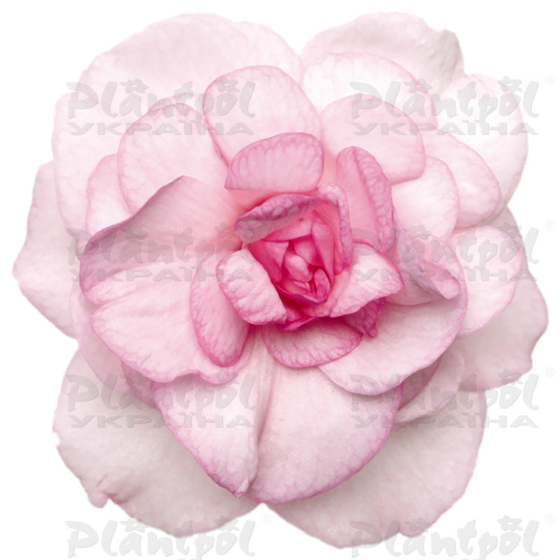Імпатієнс walleriana Fiesta Appleblossom