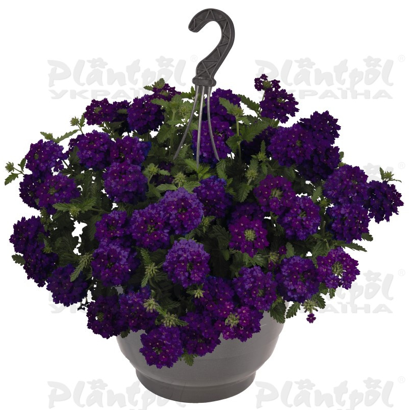 Вербена Empress Sun Violet