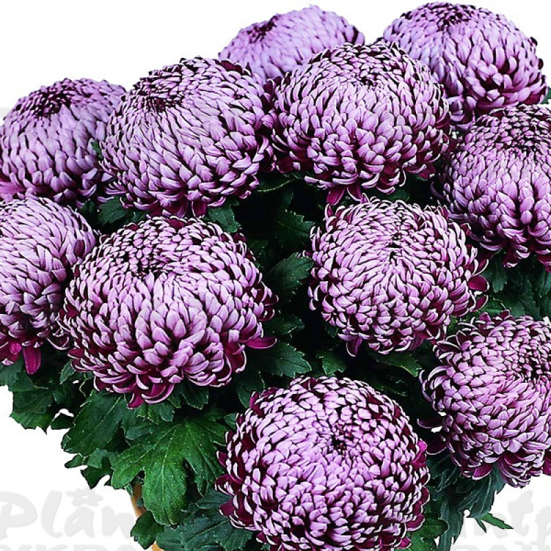 Хризантема великоквіткова горшкова Malabar Violet