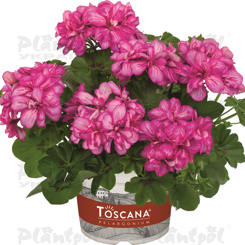 Пеларгонія ампельна Sunflair Lollipop Candy Pink