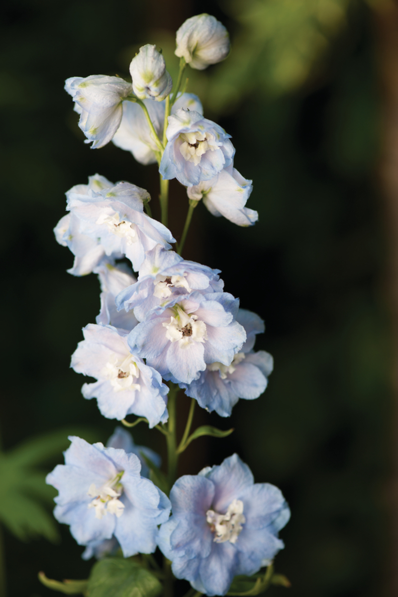 Дельфініум Magic Fountain Sky Blue White Bee (84 палета/Florensis)