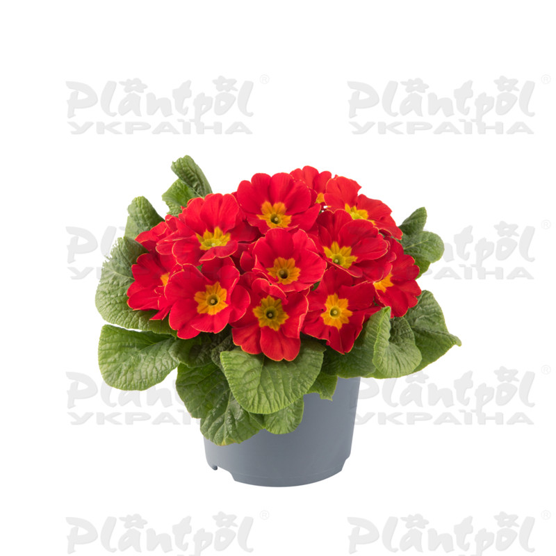 Примула vulgaris Esna® F1 Red