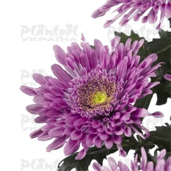 Фото 3