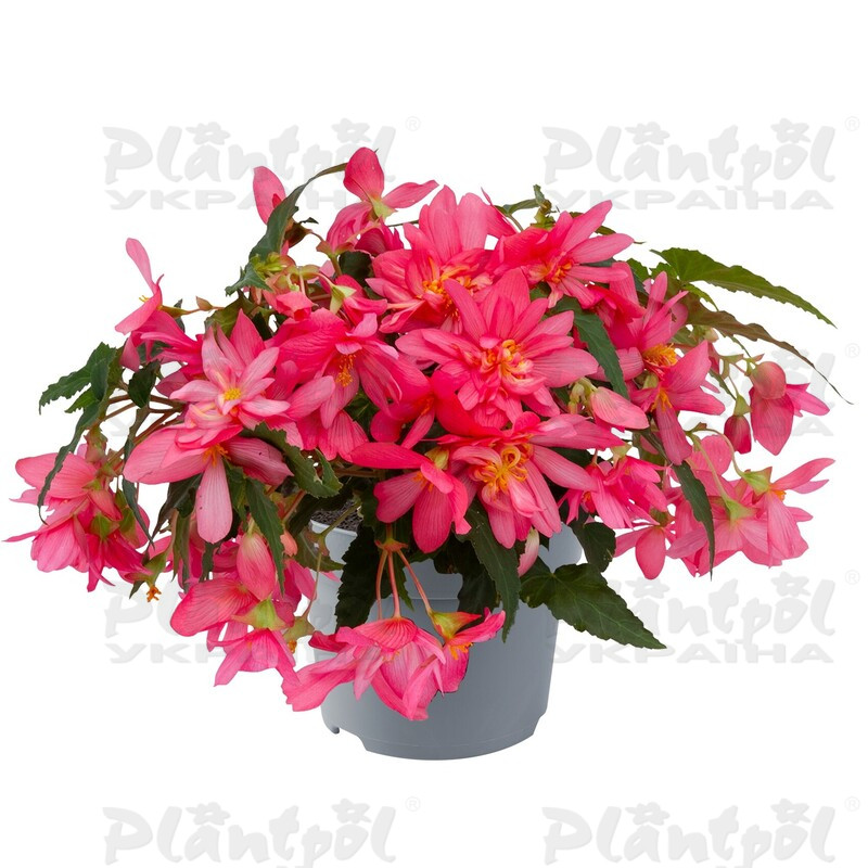 Бегонія Hybrida Funky ™ Pink (180 палета)