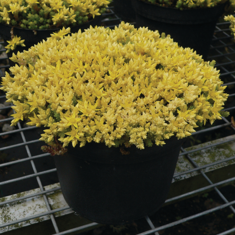 Седум ґрунтопокривний Aurea (Florensis)
